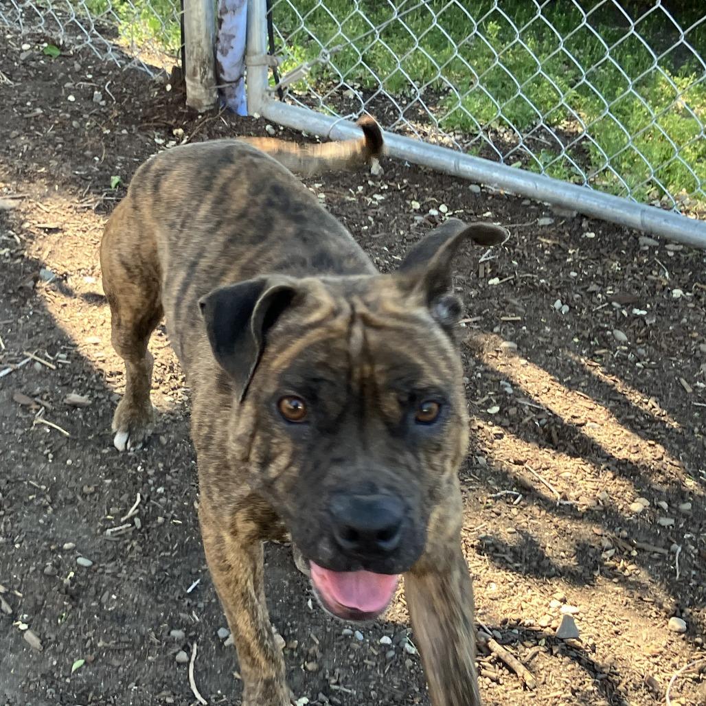Maggie Mae, a Adoptable mixed breed in Spokane, WA image 4/4