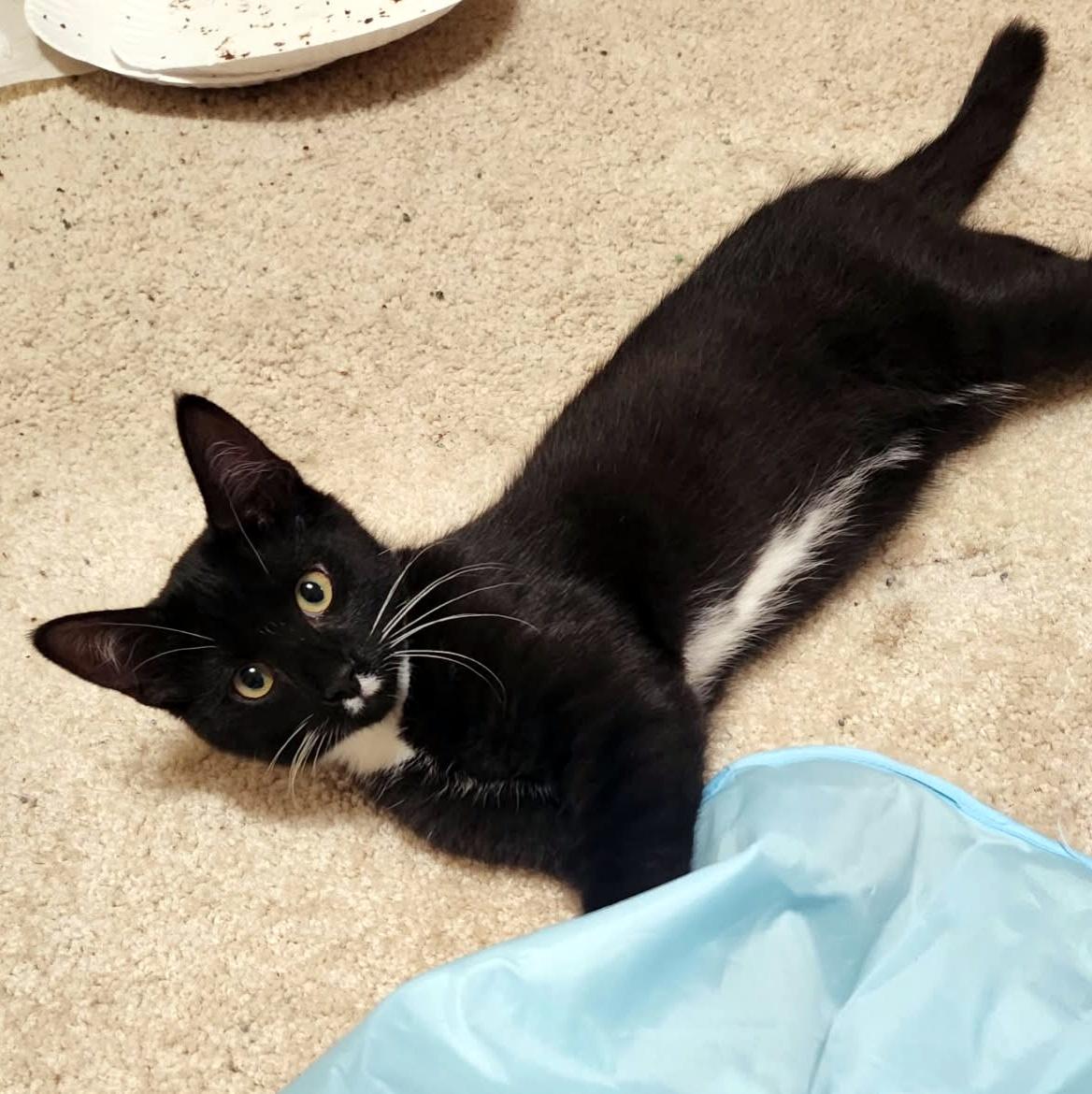 Enlarge Mr Skenes, a ADOPTABLE Domestic Short Hair in Pittsburgh, PA image 4/5