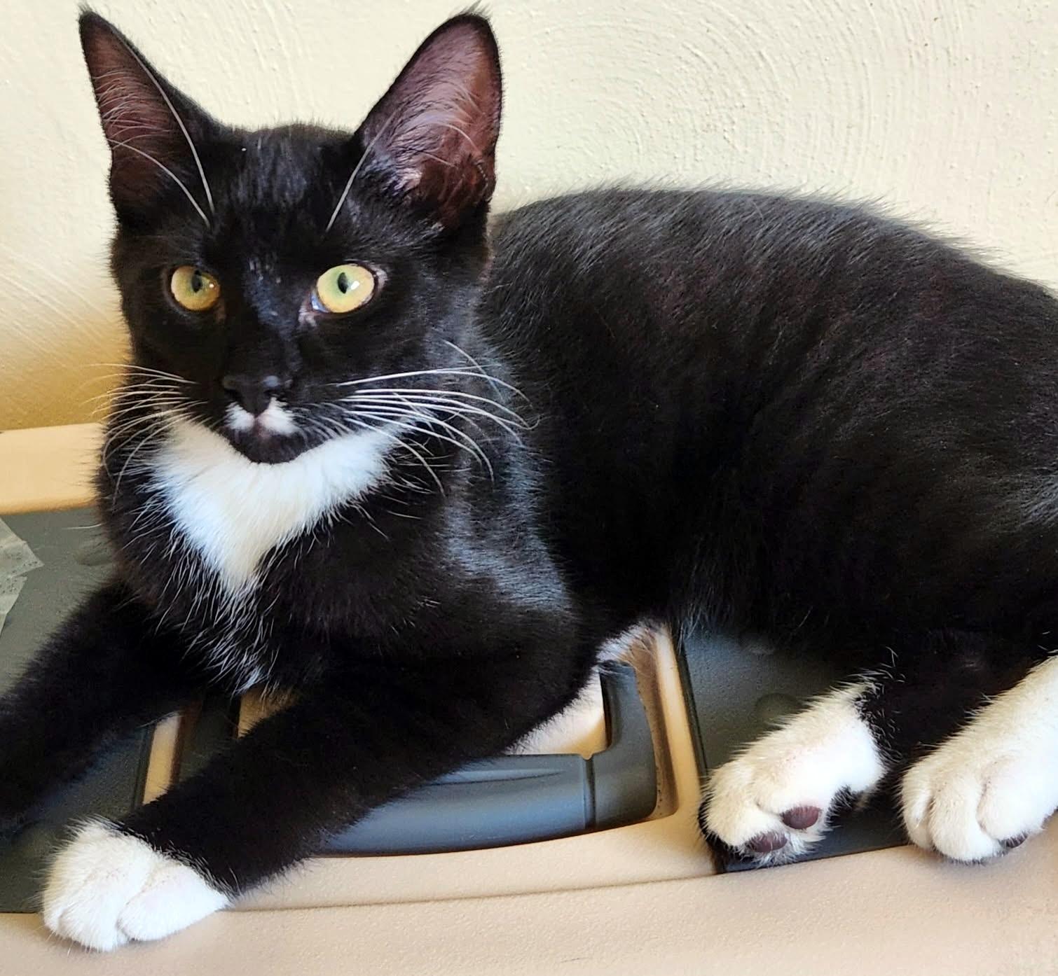 Enlarge Mr Skenes, a ADOPTABLE Domestic Short Hair in Pittsburgh, PA image 1/5