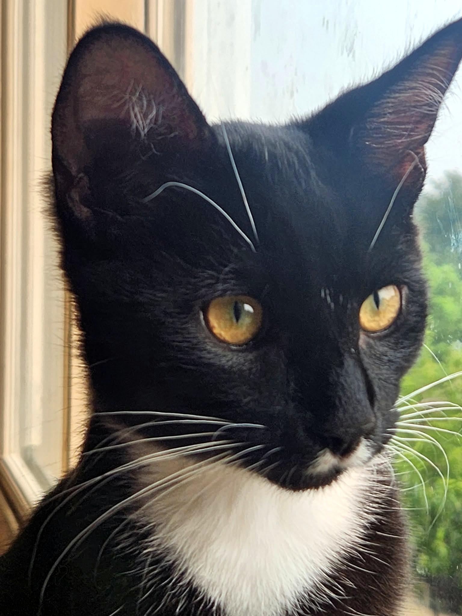 Enlarge Mr Skenes, a ADOPTABLE Domestic Short Hair in Pittsburgh, PA image 2/5