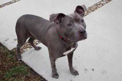 Enlarge Mariah, a Adoptable mixed breed in Kansas City, MO image 1/1