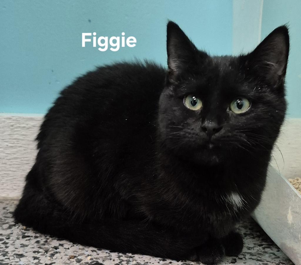 Figgie, Adopted, Young Female Domestic Short Hair.