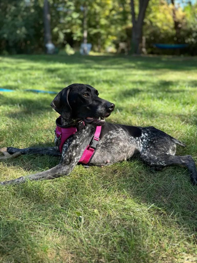 Enlarge Nova, an adopted German Shorthaired Pointer in Ingleside, IL image 3/4