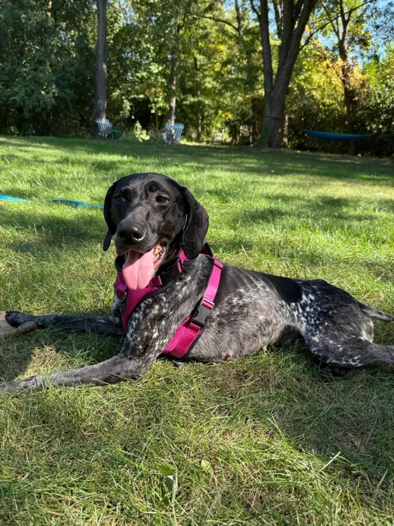 Enlarge Nova, an adopted German Shorthaired Pointer in Ingleside, IL image 1/4
