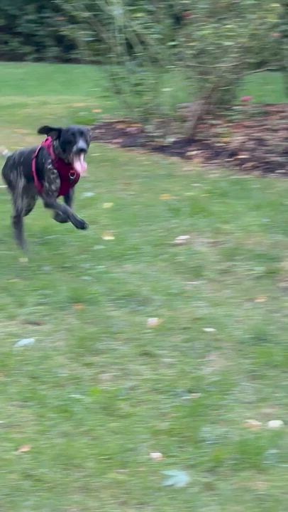 Enlarge Nova, an adopted German Shorthaired Pointer in Ingleside, IL video 2/4