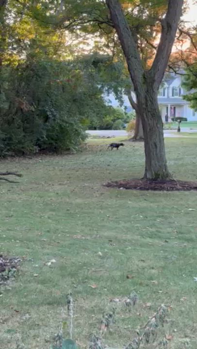 Enlarge Nova, an adopted German Shorthaired Pointer in Ingleside, IL video 4/4