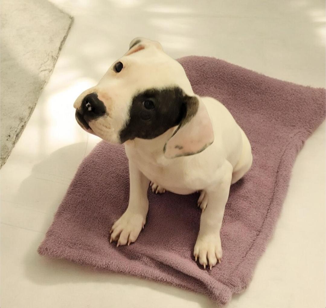 Petey (aka Enzo), a Adoptable mixed breed in Elwood, NJ image 2/4