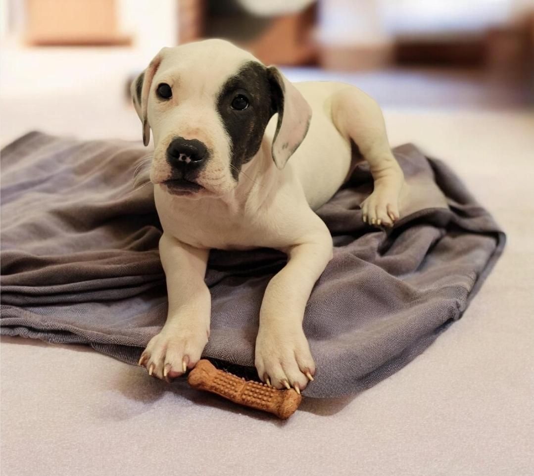 Petey (aka Enzo), a Adoptable mixed breed in Elwood, NJ image 3/4