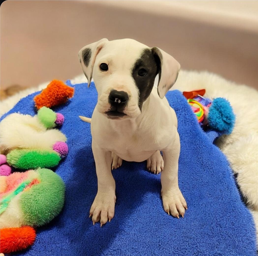 Petey (aka Enzo), a Adoptable mixed breed in Elwood, NJ image 4/4