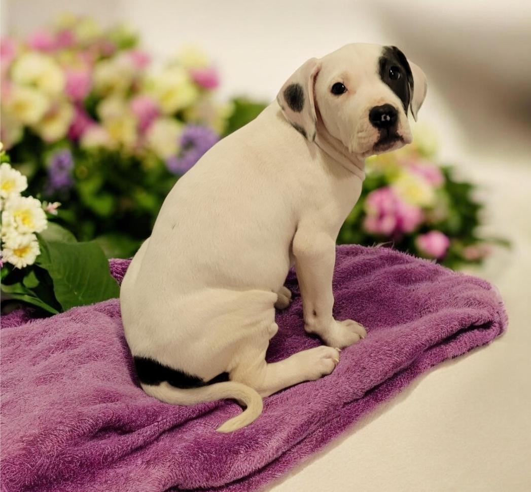Petey (aka Enzo), Adoptable, Puppy Male American Bulldog.