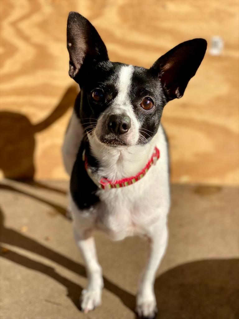 Festus, Adopted, Young Male Chihuahua & Mixed Breed.