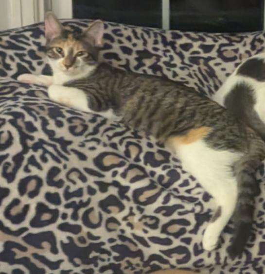 Callie, Adoptable, Young Female Calico.