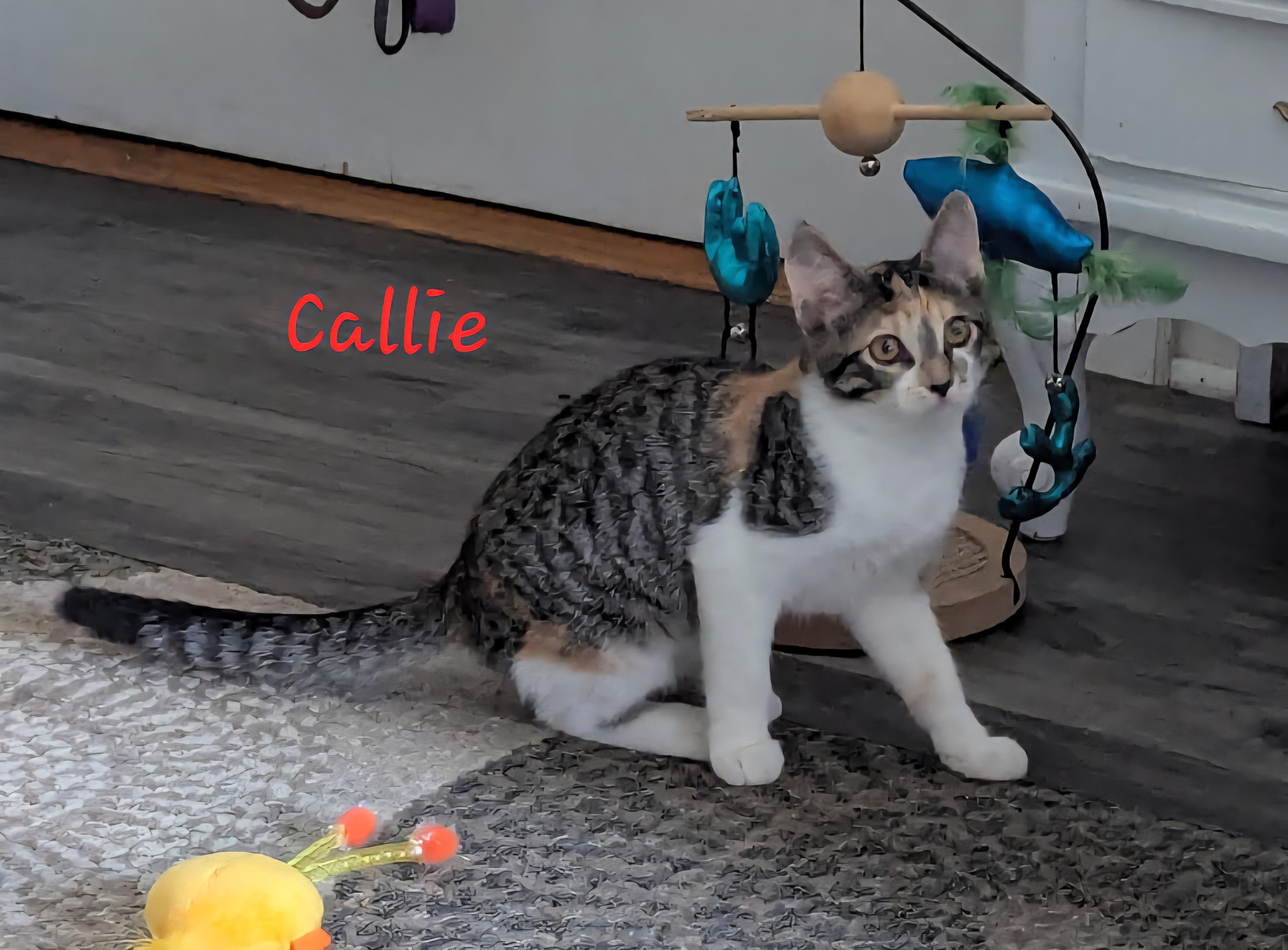 Callie