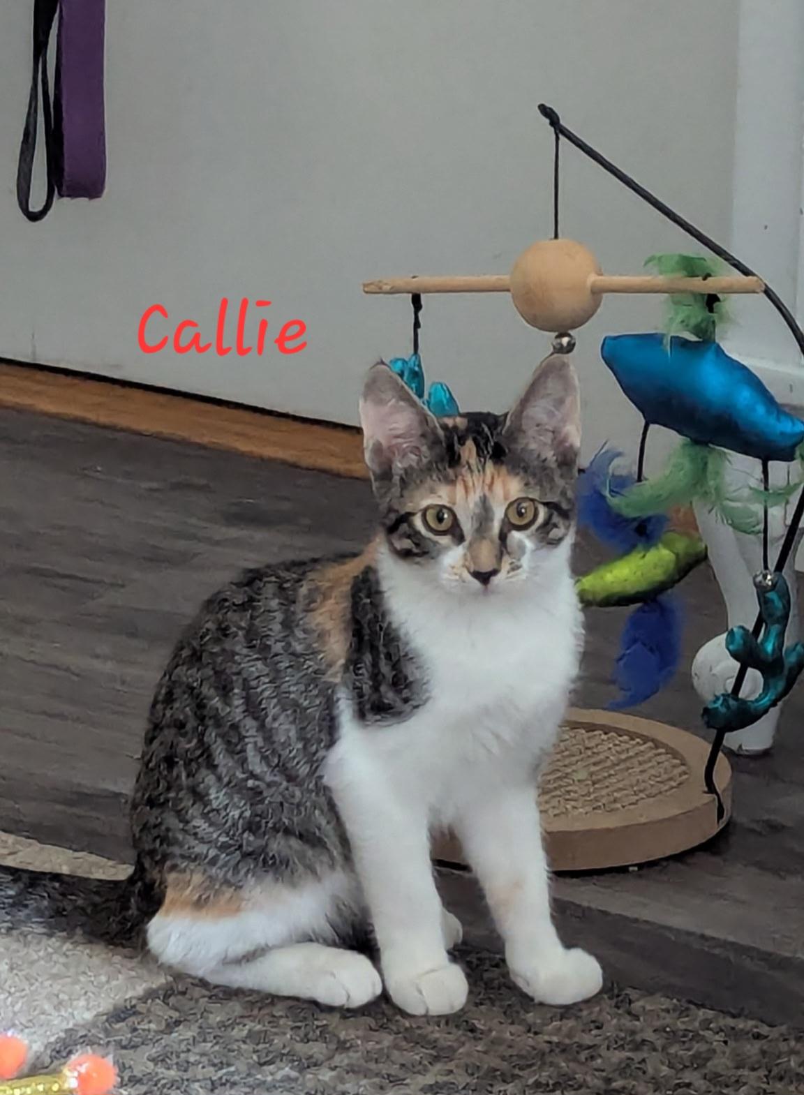 Callie