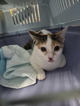 PuddlezSwimmer, Adoptable, Young Female Domestic Short Hair & Domestic Short Hair.