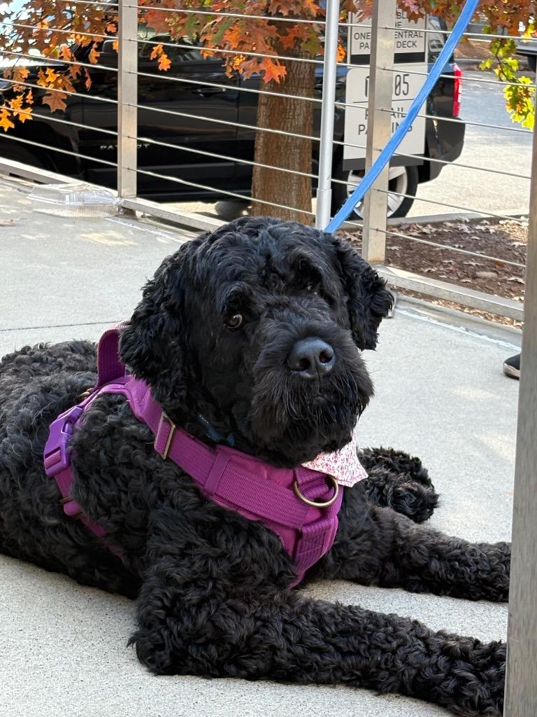 Enlarge Samson, a Adoptable mixed breed in Waxhaw, NC image 1/4