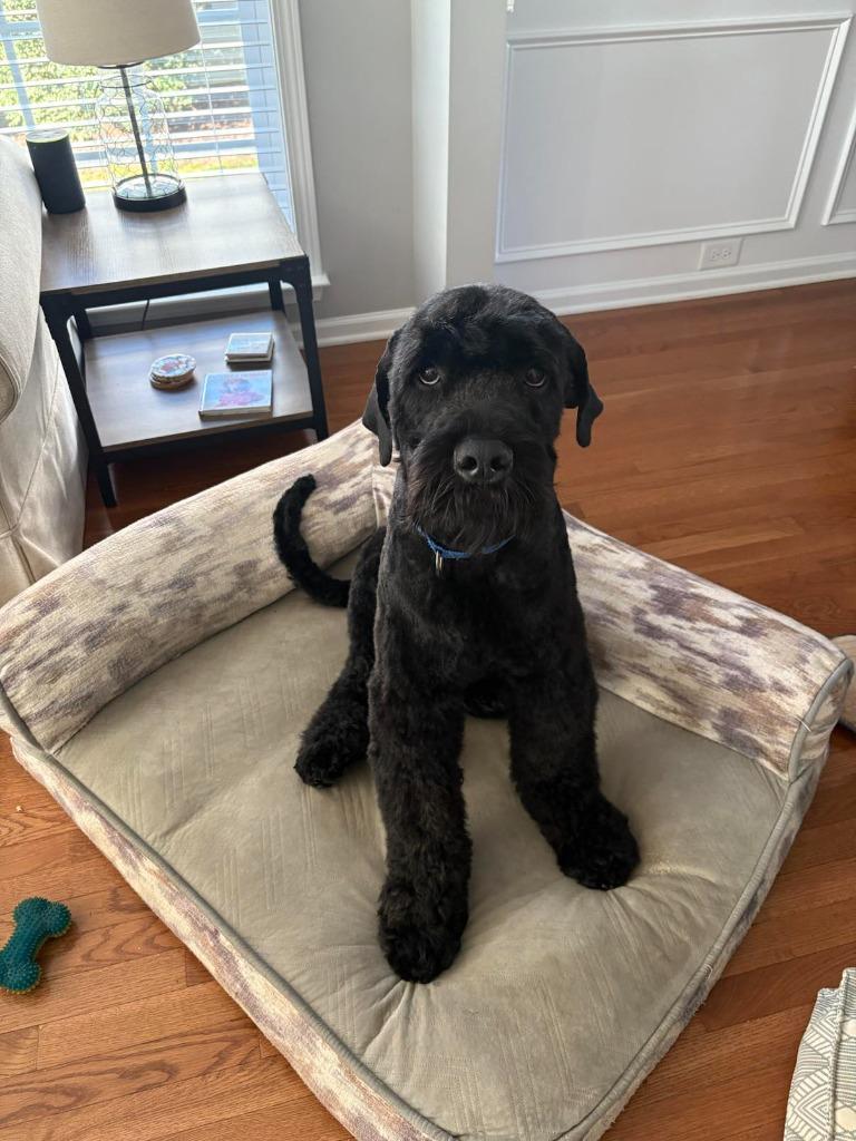 Samson, Adoptable, Adult Male Terrier.