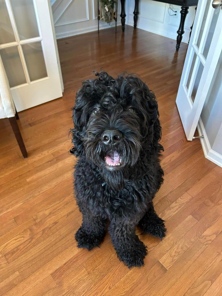 Enlarge Samson, a Adoptable Terrier in Waxhaw, NC image 3/5