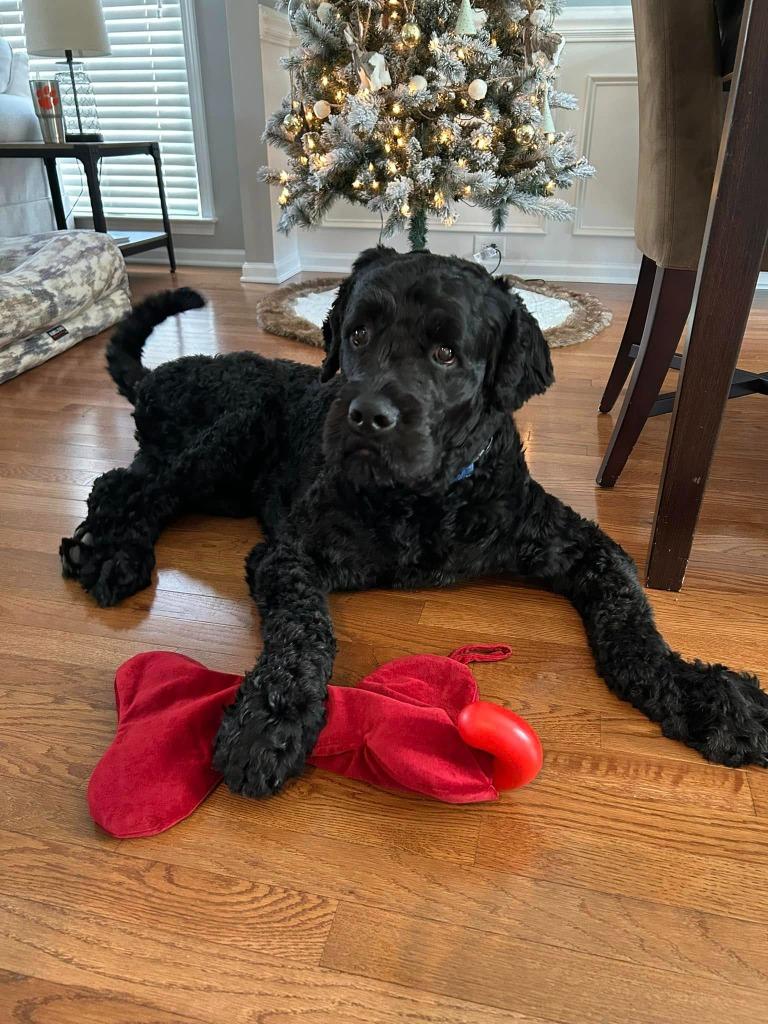 Enlarge Samson, a Adoptable mixed breed in Waxhaw, NC image 2/4