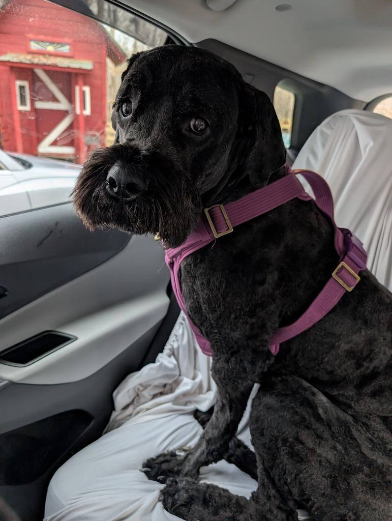 Enlarge Samson, a Adoptable mixed breed in Waxhaw, NC image 5/5