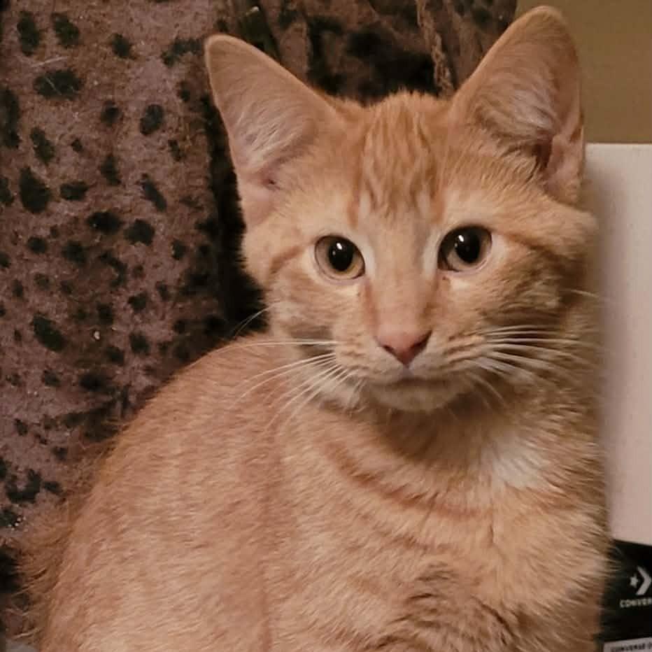 Tc, Adoptable, Kitten Male American Shorthair.