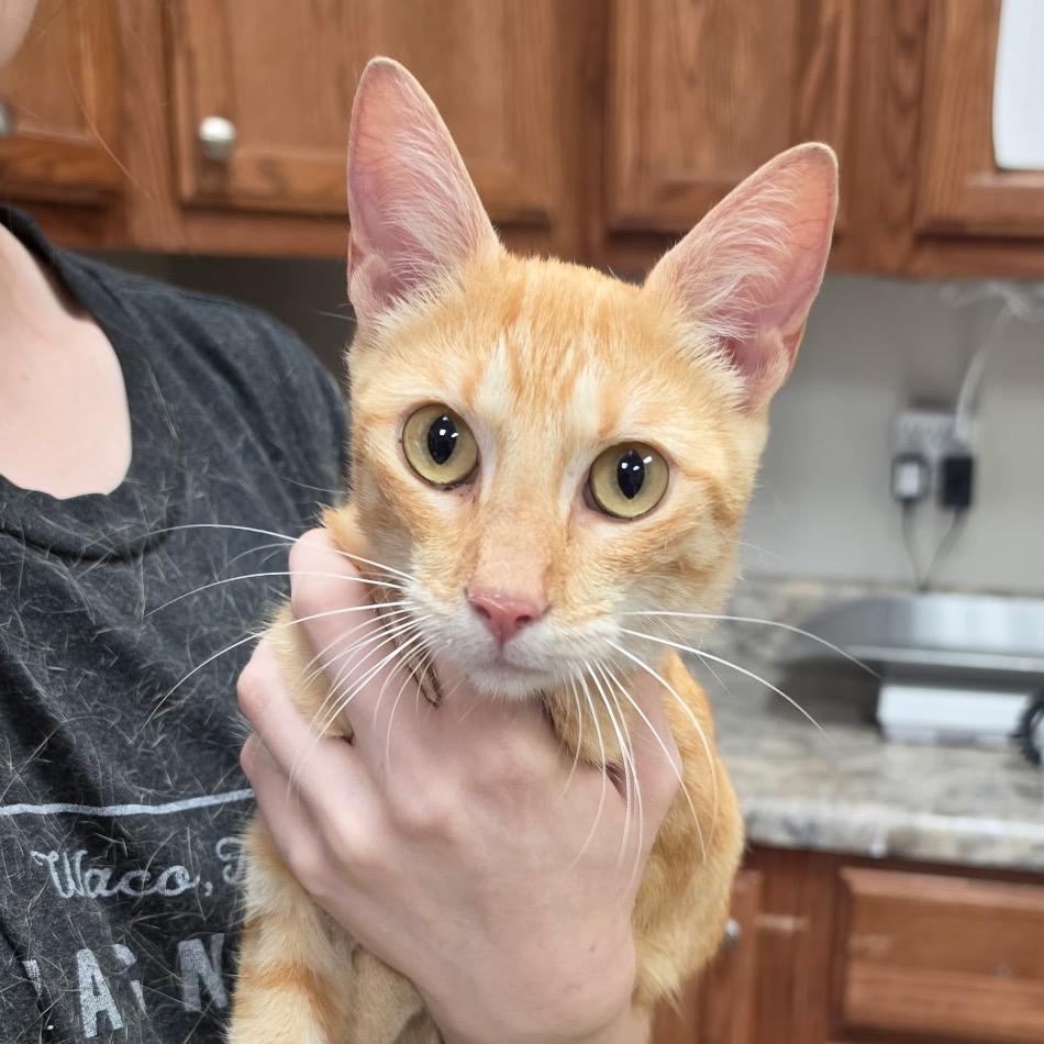 Gemma - 072301U, Adoptable, Adult Female Domestic Short Hair.