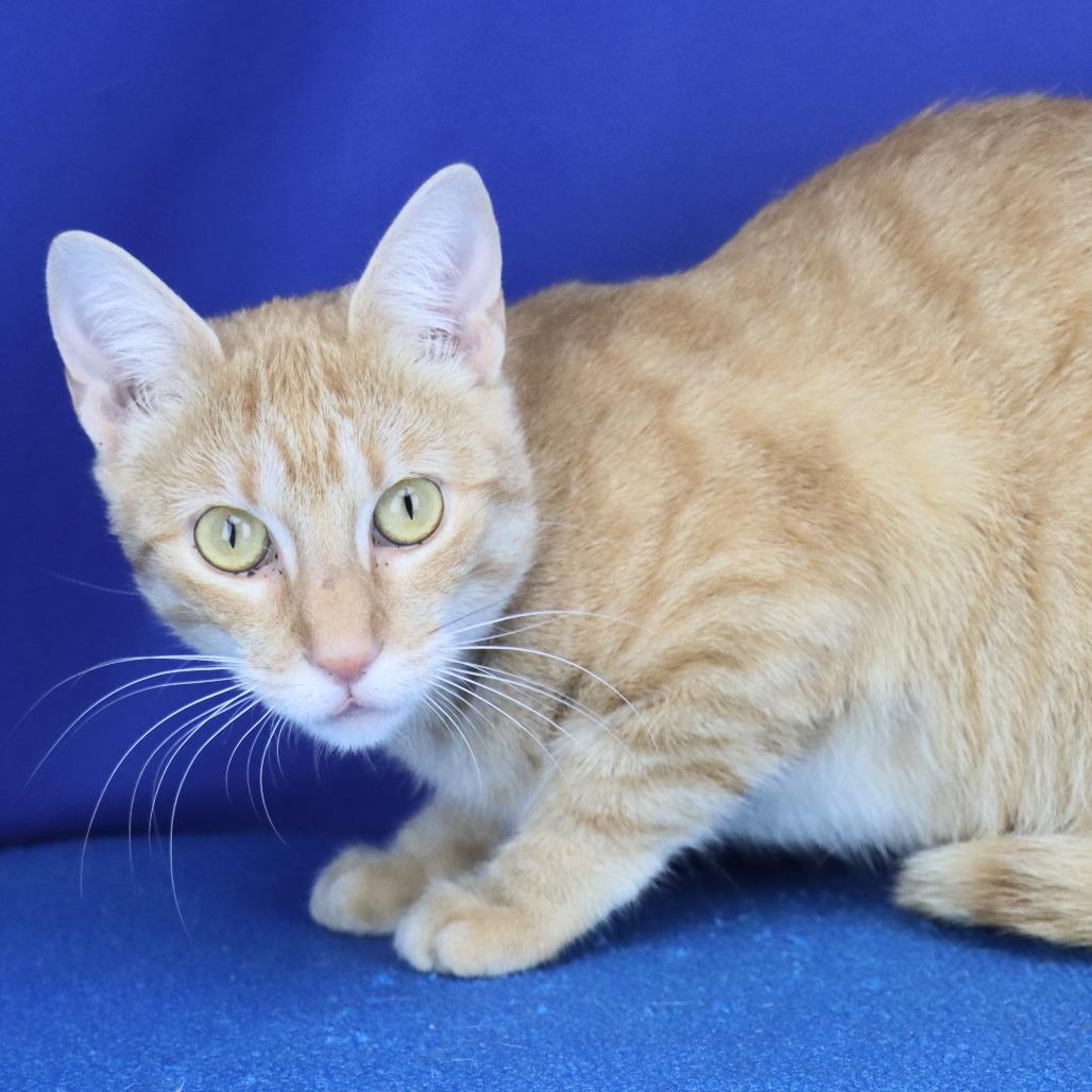 Enlarge Gemma - 072301U, a Adoptable Domestic Short Hair in Tupelo, MS image 2/2