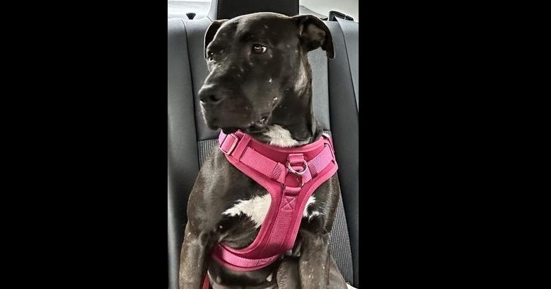 Tash (CP), Adoptable, Adult Female Labrador Retriever & Terrier.