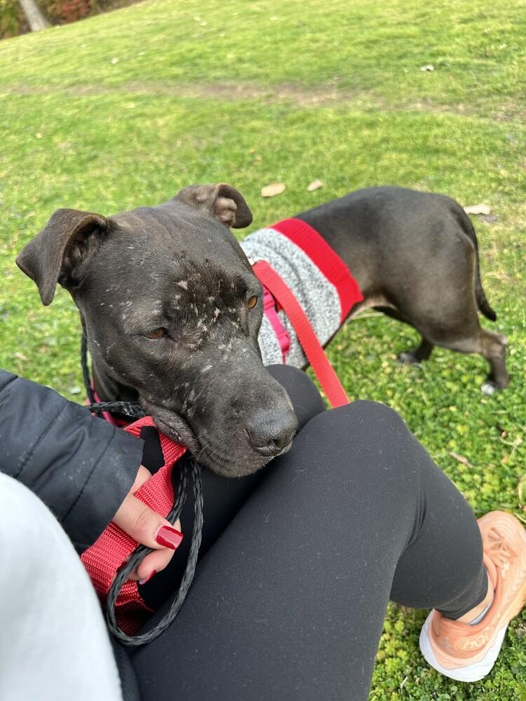 Enlarge Tash (CP), a Adoptable mixed breed in Dallas, TX image 2/2