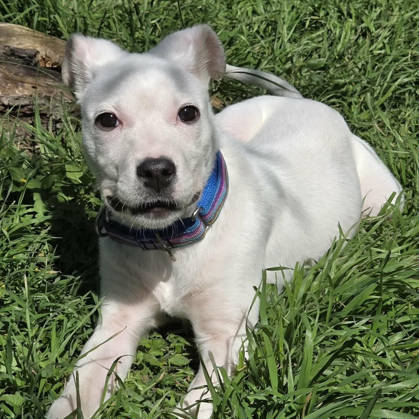 Enlarge Twiggy, a ADOPTABLE mixed breed in Bryan, TX image 4/5