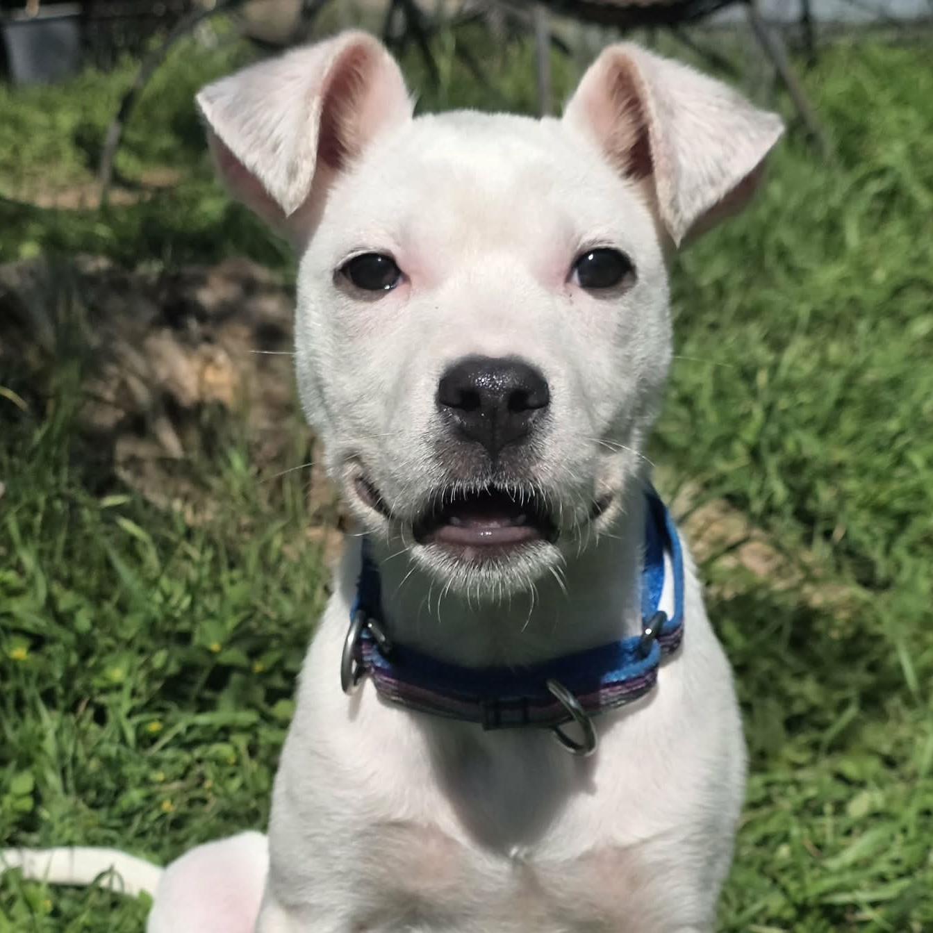 Twiggy, ADOPTABLE, Puppy Female Pit Bull Terrier & American Staffordshire Terrier.