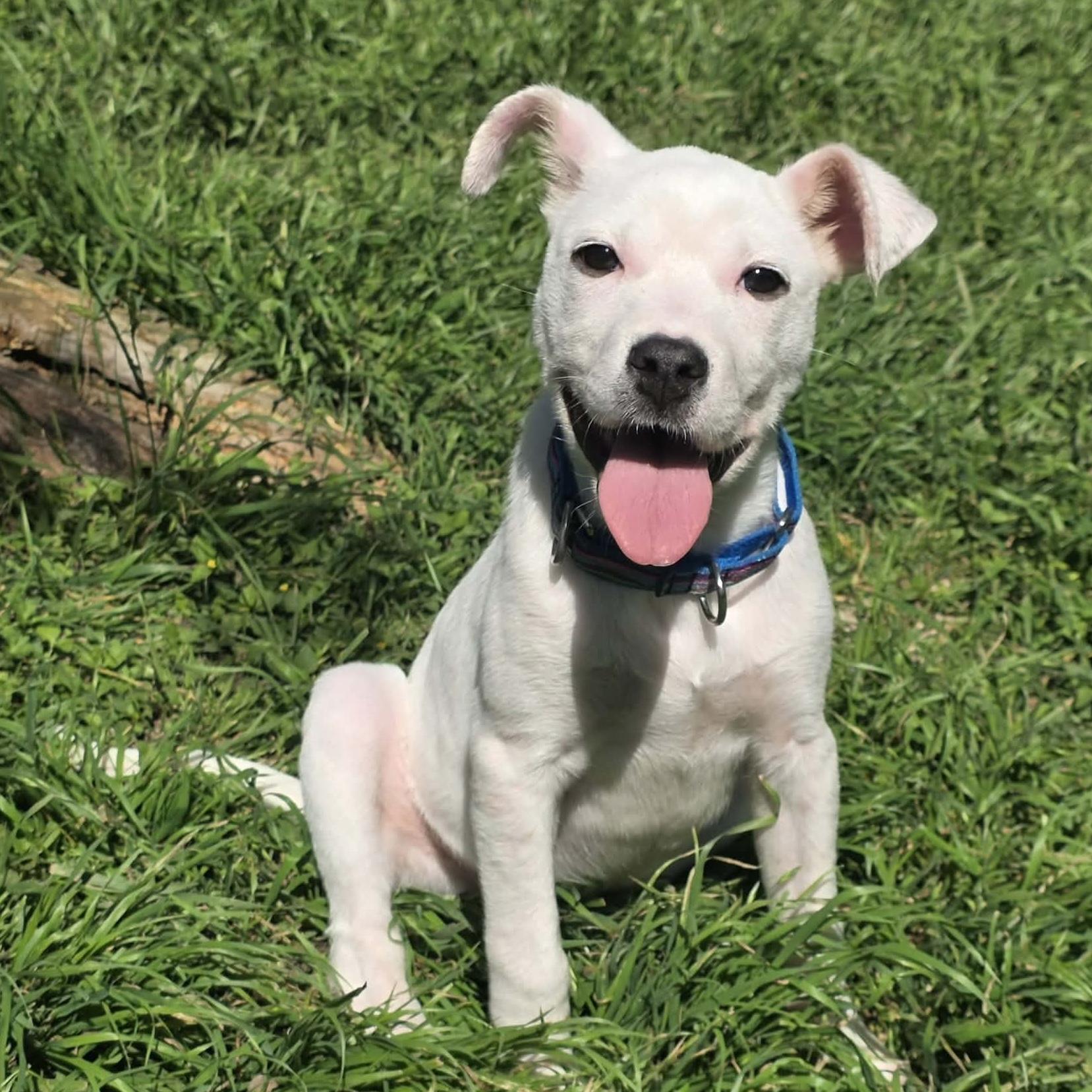 Enlarge Twiggy, a ADOPTABLE mixed breed in Bryan, TX image 5/5