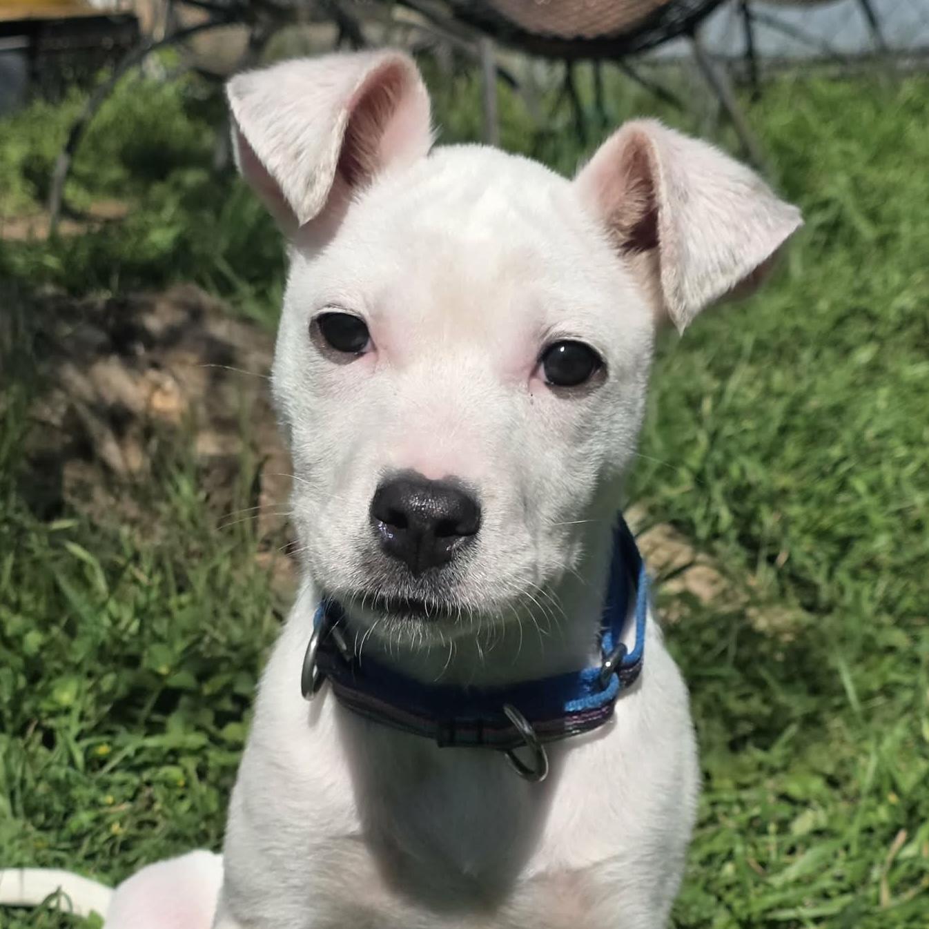 Enlarge Twiggy, a ADOPTABLE mixed breed in Bryan, TX image 3/5