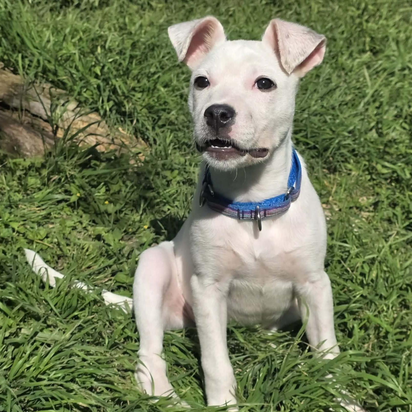 Enlarge Twiggy, a ADOPTABLE mixed breed in Bryan, TX image 2/5