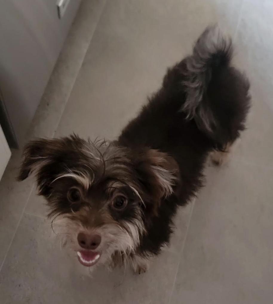 Enlarge Momo, a Adopted mixed breed in Oakhurst, NJ image 2/3