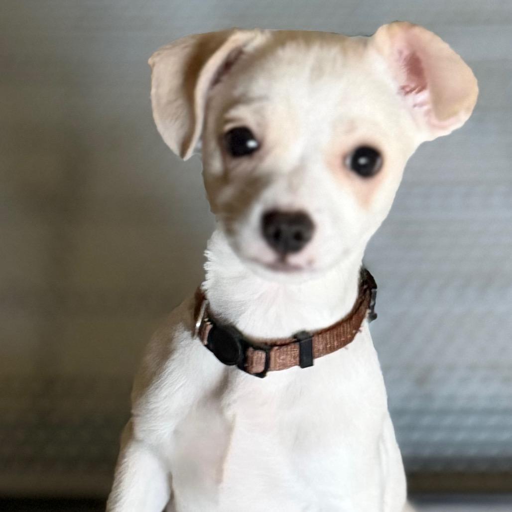 Oak, Adoptable, Puppy Male Terrier & Mixed Breed.