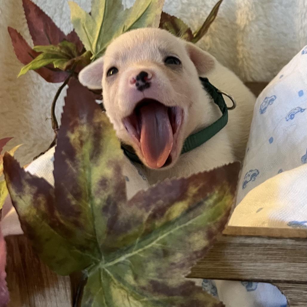 Enlarge Oak, a Adoptable mixed breed in Sacramento, CA image 3/6