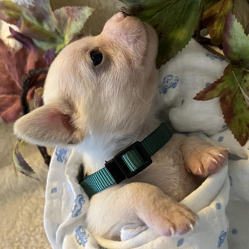 Enlarge Oak, a Adoptable mixed breed in Sacramento, CA image 4/6