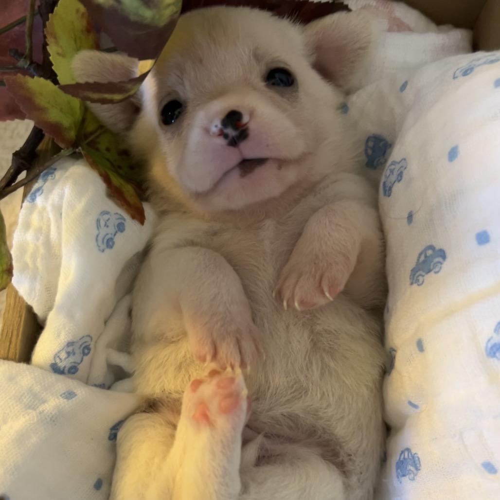 Enlarge Oak, a Adoptable mixed breed in Sacramento, CA image 5/6