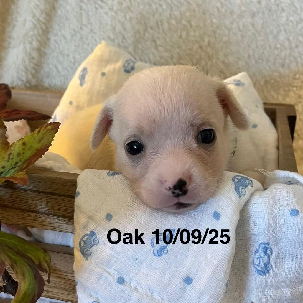 Enlarge Oak, a Adoptable mixed breed in Sacramento, CA image 6/6