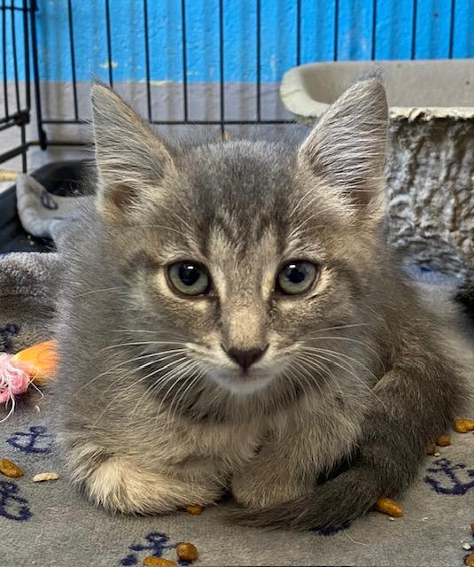 Dr. Pepper, Adoptable, Kitten Male Domestic Short Hair.