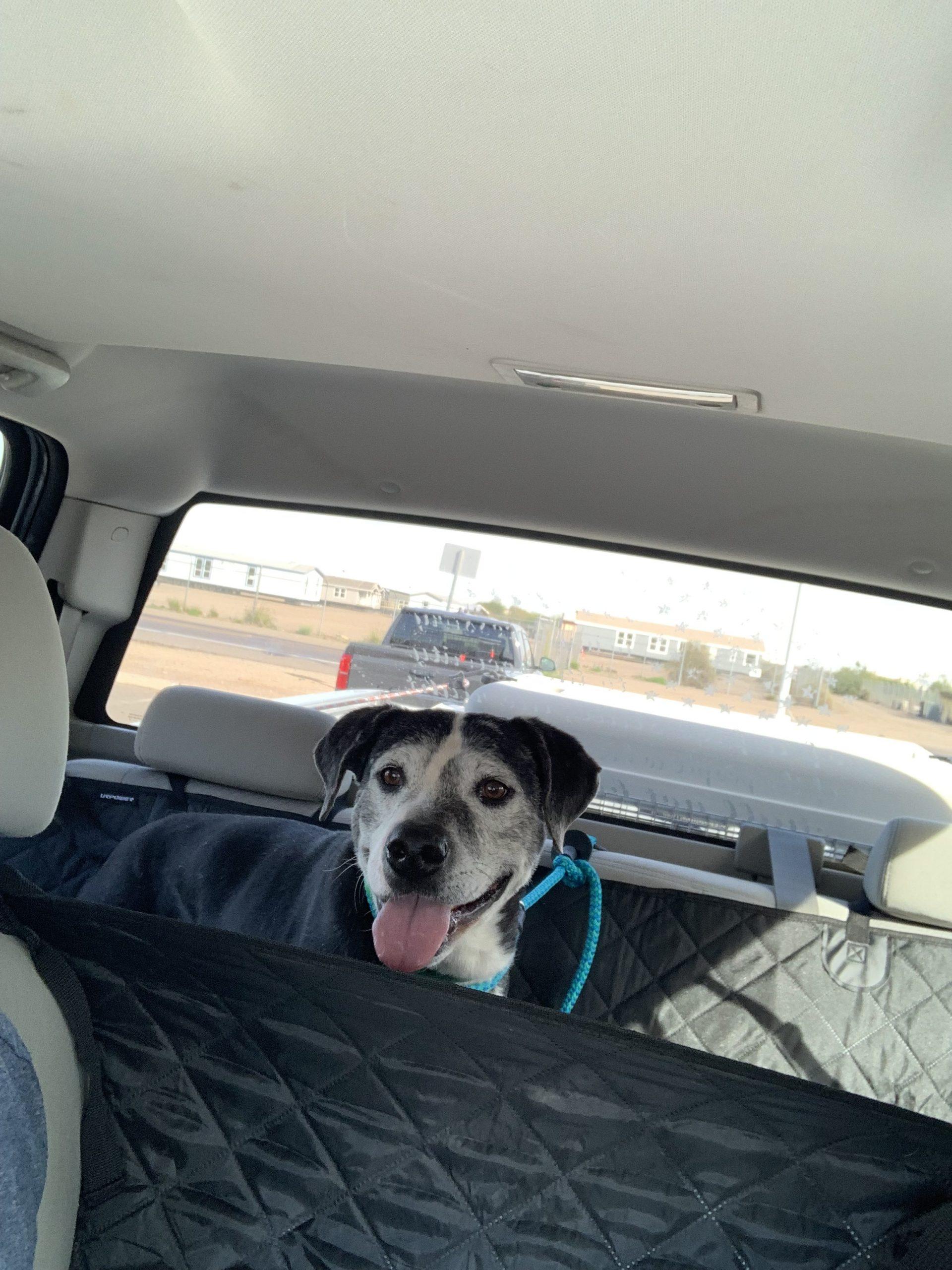 Gumbo, a Adoptable mixed breed in Glendale, AZ image 1/3