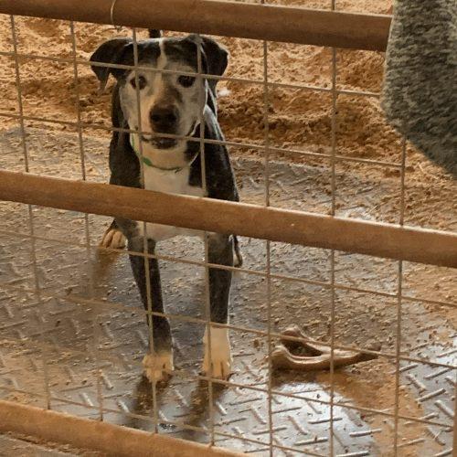 Gumbo, a Adoptable mixed breed in Glendale, AZ image 2/3