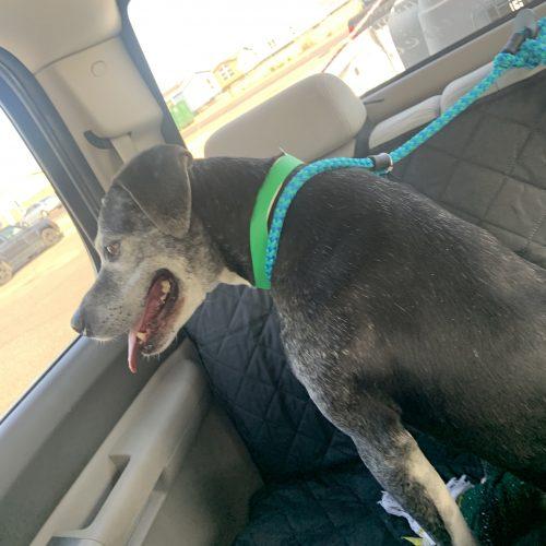 Gumbo, a Adoptable mixed breed in Glendale, AZ image 3/3