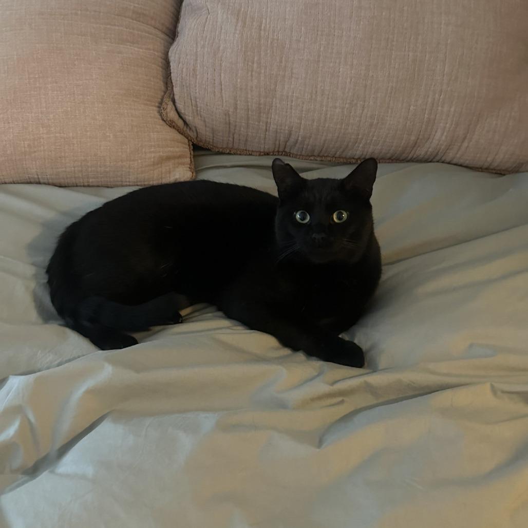 Hugo, Adoptable, Young Male Domestic Short Hair.