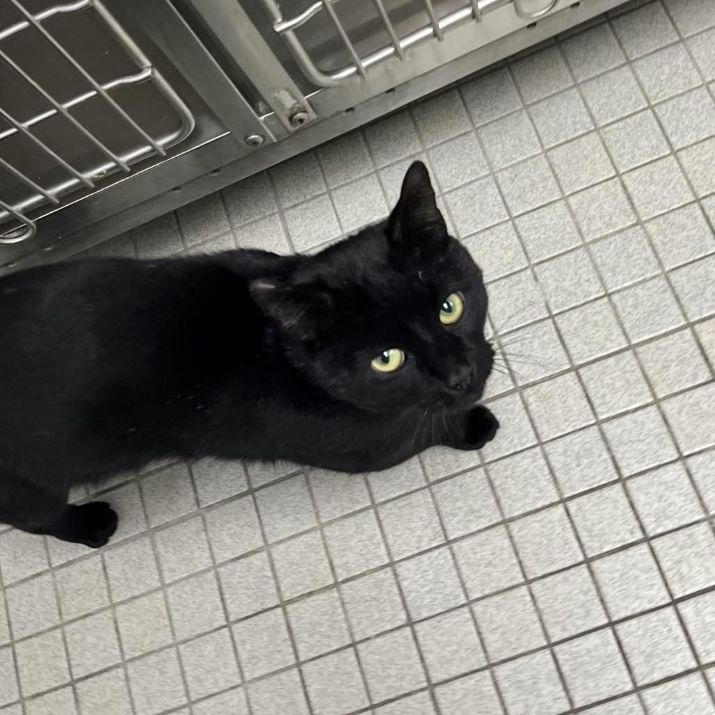 Hugo, Adoptable, Young Male Domestic Short Hair.