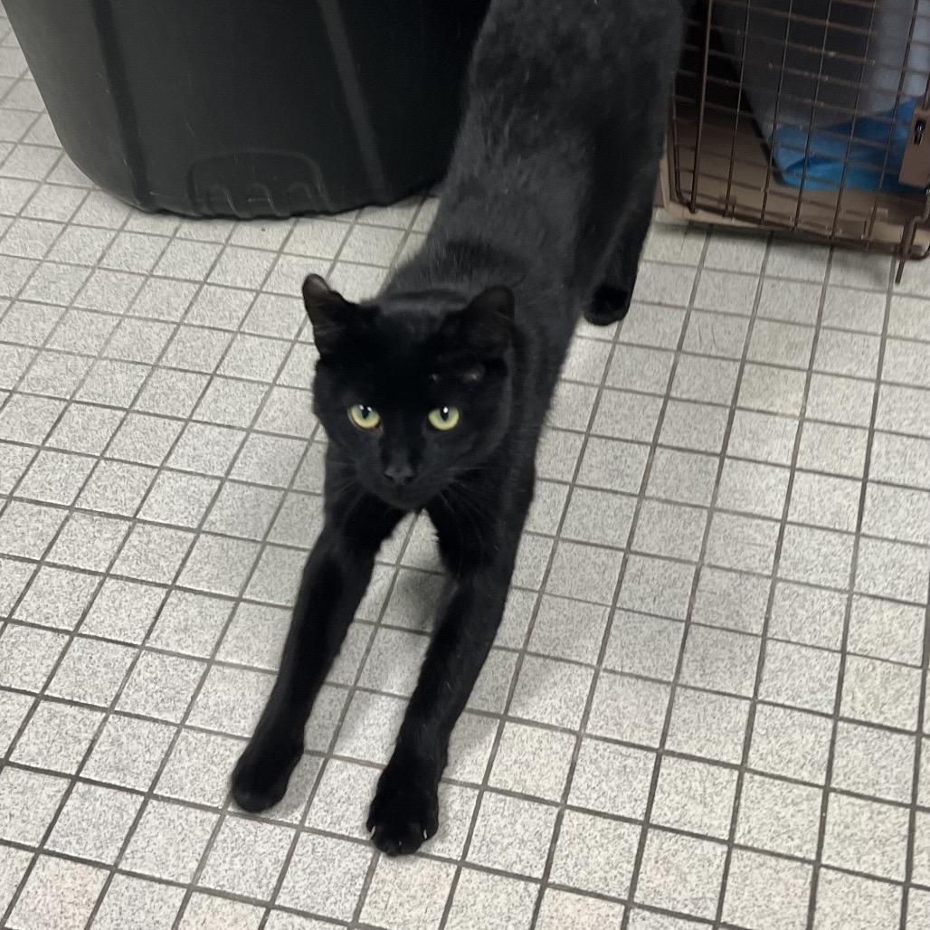 Enlarge Hugo, a Adoptable Domestic Short Hair in Westhampton, NY image 4/6