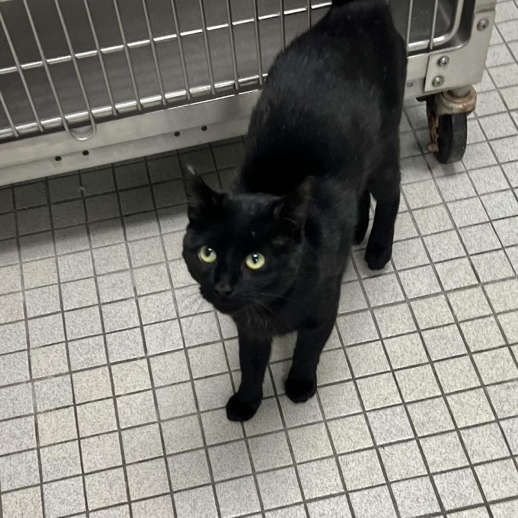 Enlarge Hugo, a Adoptable Domestic Short Hair in Westhampton, NY image 5/6