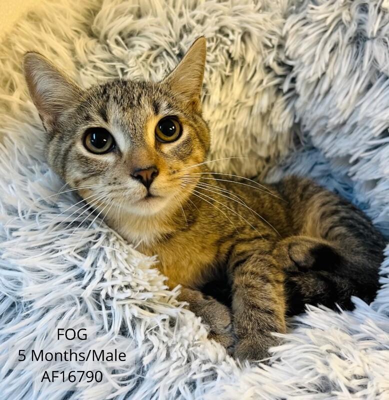 Fog, Adoptable, Young Male Domestic Short Hair.