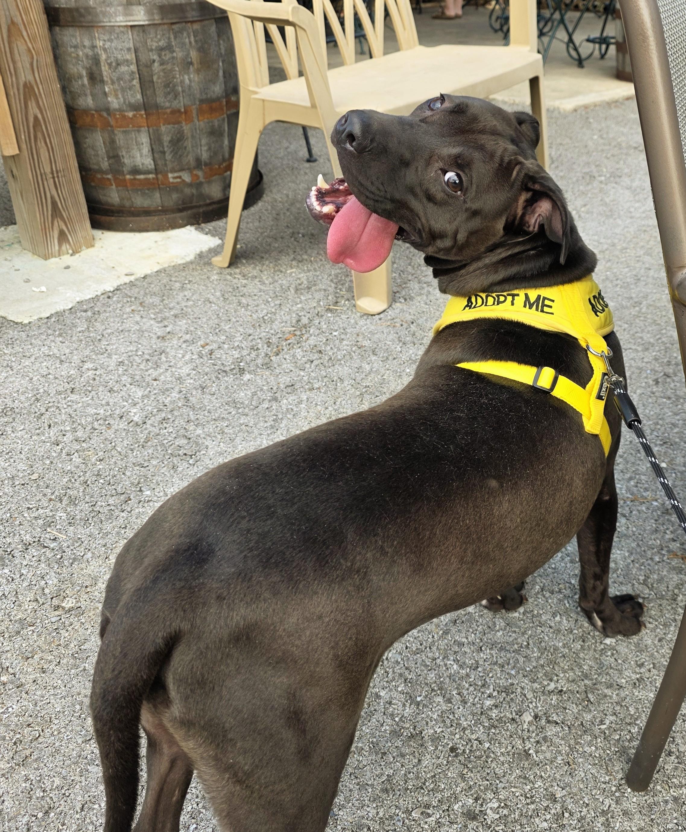 Hubble, Adoptable, Young Male American Staffordshire Terrier.